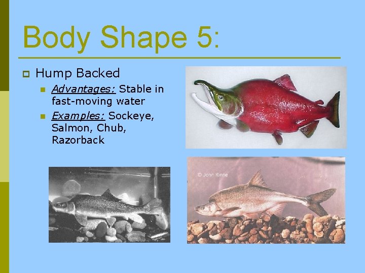 Body Shape 5: p Hump Backed n n Advantages: Stable in fast-moving water Examples: