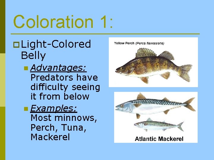 Coloration 1: p Light-Colored Belly n Advantages: Predators have difficulty seeing it from below