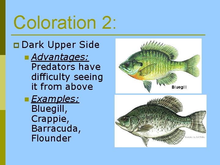 Coloration 2: p Dark Upper Side n Advantages: Predators have difficulty seeing it from