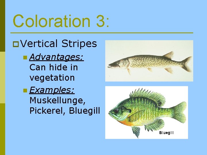 Coloration 3: p Vertical Stripes n Advantages: Can hide in vegetation n Examples: Muskellunge,
