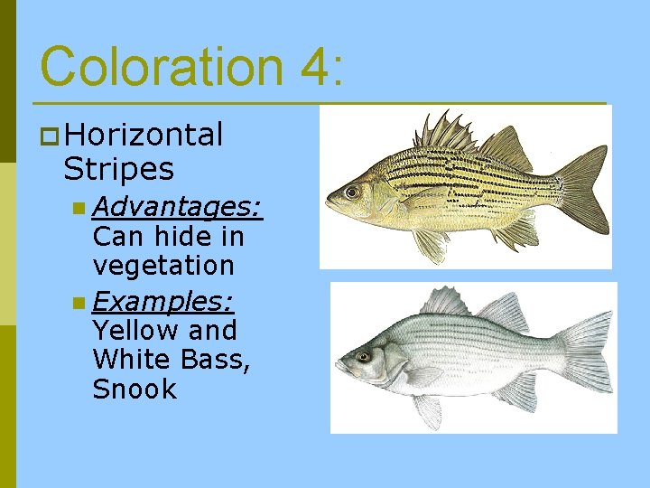 Coloration 4: p Horizontal Stripes n Advantages: Can hide in vegetation n Examples: Yellow