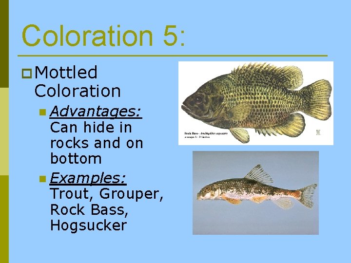 Coloration 5: p Mottled Coloration n Advantages: Can hide in rocks and on bottom