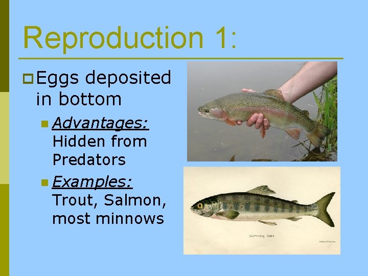 Reproduction 1: p Eggs deposited in bottom n Advantages: Hidden from Predators n Examples: