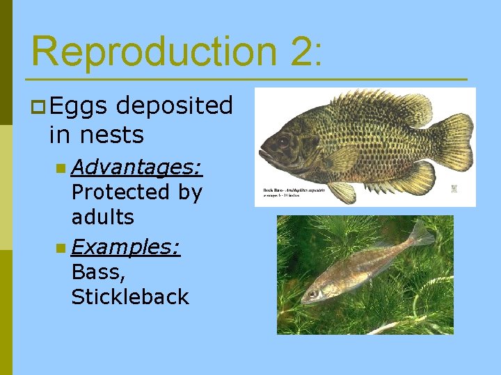 Reproduction 2: p Eggs deposited in nests n Advantages: Protected by adults n Examples: