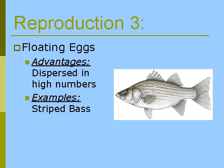 Reproduction 3: p Floating Eggs n Advantages: Dispersed in high numbers n Examples: Striped