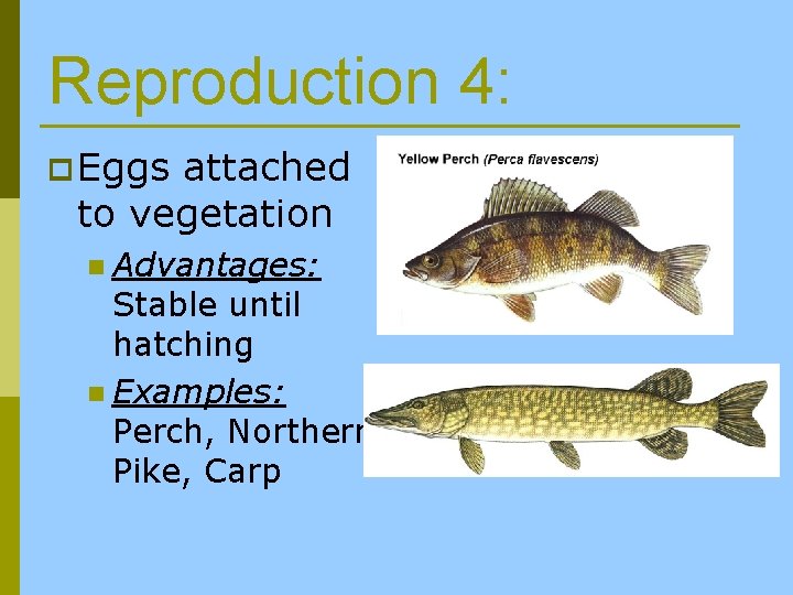 Reproduction 4: p Eggs attached to vegetation n Advantages: Stable until hatching n Examples: