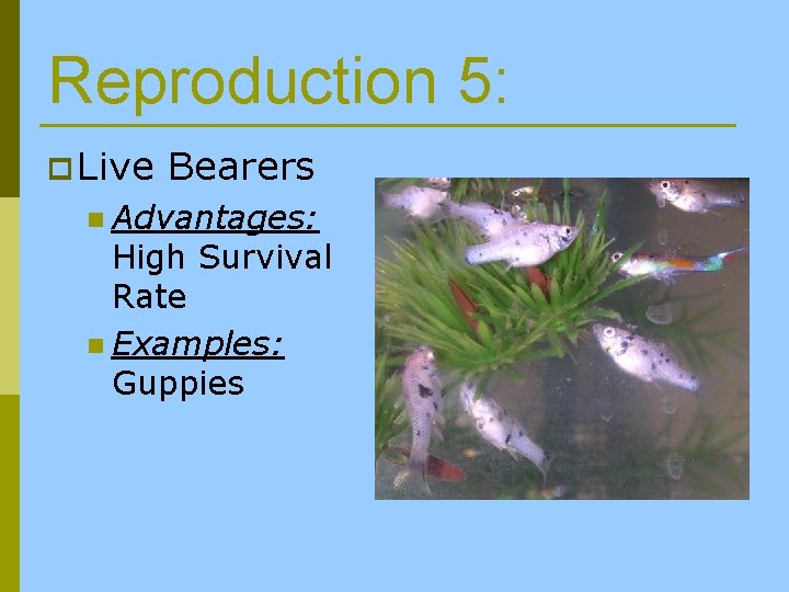 Reproduction 5: p Live Bearers n Advantages: High Survival Rate n Examples: Guppies 