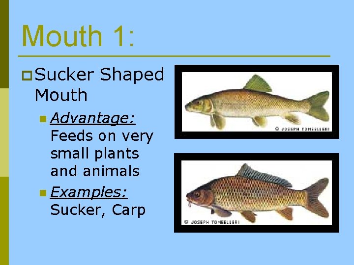 Mouth 1: p Sucker Mouth Shaped n Advantage: Feeds on very small plants and