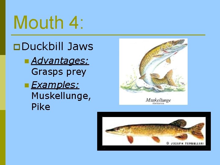 Mouth 4: p Duckbill Jaws n Advantages: Grasps prey n Examples: Muskellunge, Pike 