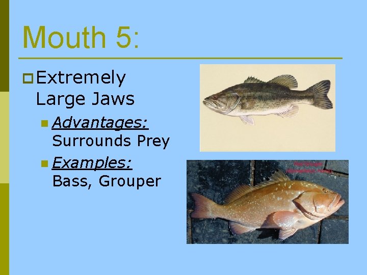 Mouth 5: p Extremely Large Jaws n Advantages: Surrounds Prey n Examples: Bass, Grouper
