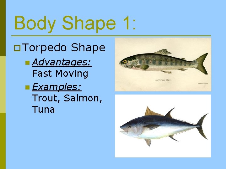 Body Shape 1: p Torpedo Shape n Advantages: Fast Moving n Examples: Trout, Salmon,