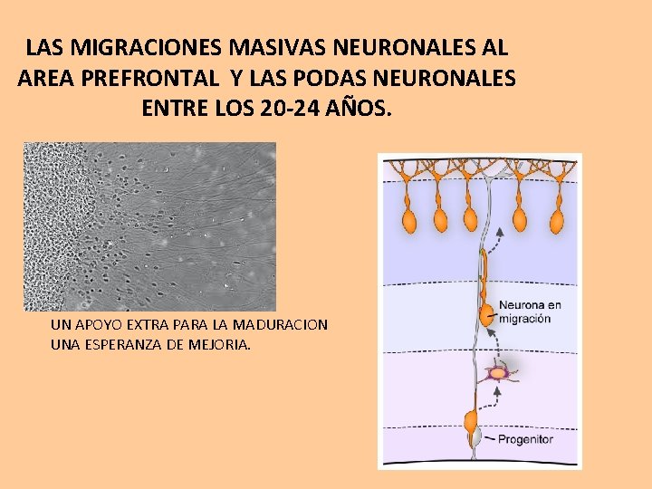 LAS MIGRACIONES MASIVAS NEURONALES AL AREA PREFRONTAL Y LAS PODAS NEURONALES ENTRE LOS 20