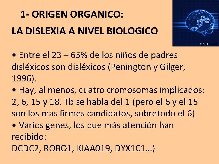 1 - ORIGEN ORGANICO: LA DISLEXIA A NIVEL BIOLOGICO • Entre el 23 –