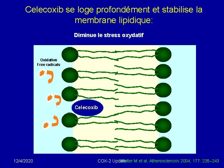 Celecoxib se loge profondément et stabilise la membrane lipidique: Diminue le stress oxydatif Oxidative