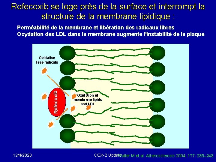 Rofecoxib se loge près de la surface et interrompt la structure de la membrane