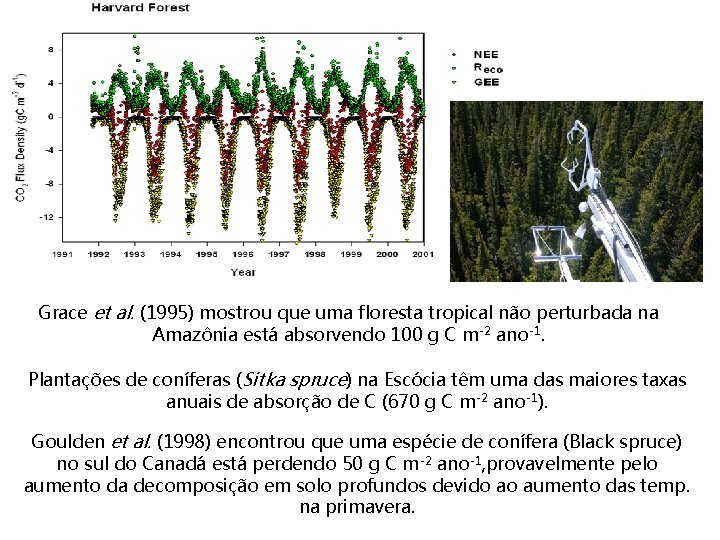 Grace et al. (1995) mostrou que uma floresta tropical não perturbada na Amazônia está