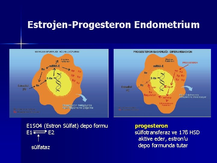 Estrojen-Progesteron Endometrium E 1 SO 4 (Estron Sülfat) depo formu E 1 E 2