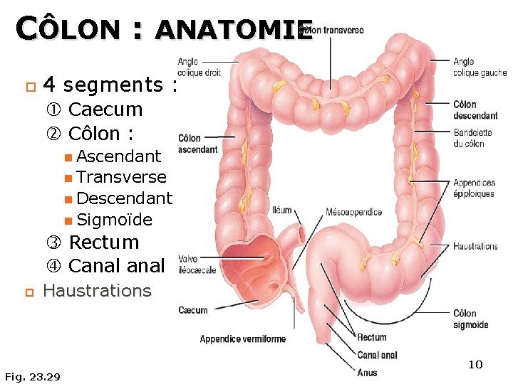 CÔLON : ANATOMIE 4 segments : Caecum Côlon : Ascendant Transverse Descendant Sigmoïde Rectum