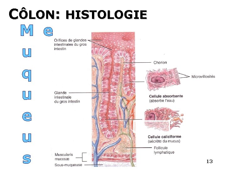 CÔLON: HISTOLOGIE M e u q u e u s 13 