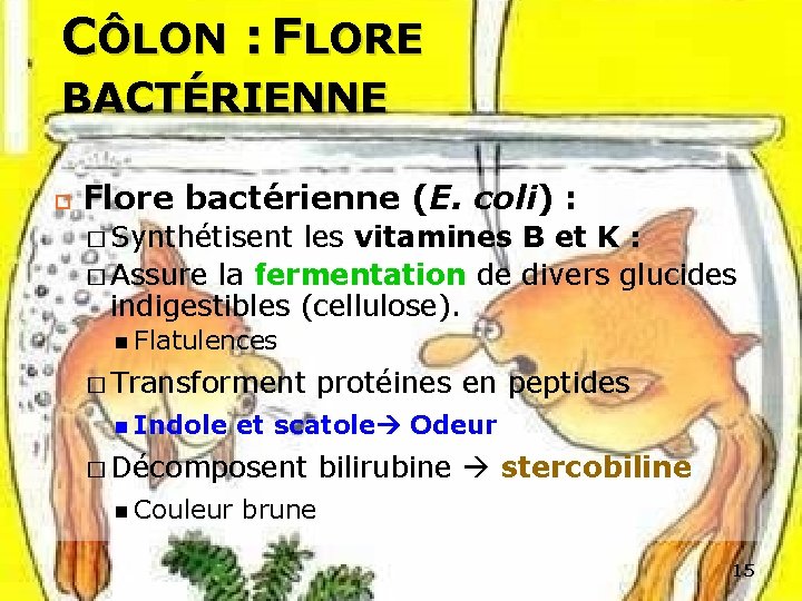 CÔLON : FLORE BACTÉRIENNE Flore bactérienne (E. coli) : � Synthétisent les vitamines B