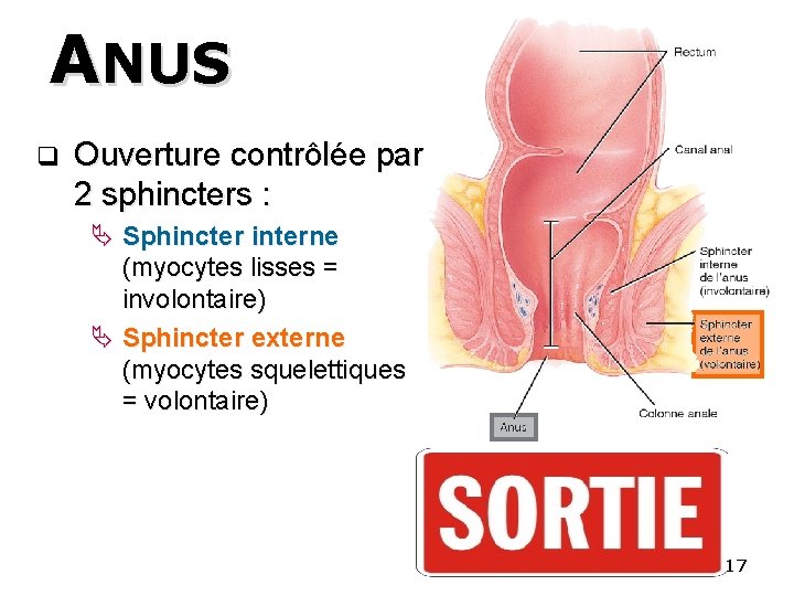 ANUS q Ouverture contrôlée par 2 sphincters : Ä Sphincter interne (myocytes lisses =