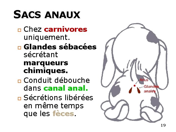 SACS ANAUX Chez carnivores uniquement. Glandes sébacées sécrétant marqueurs chimiques. Conduit débouche dans canal.