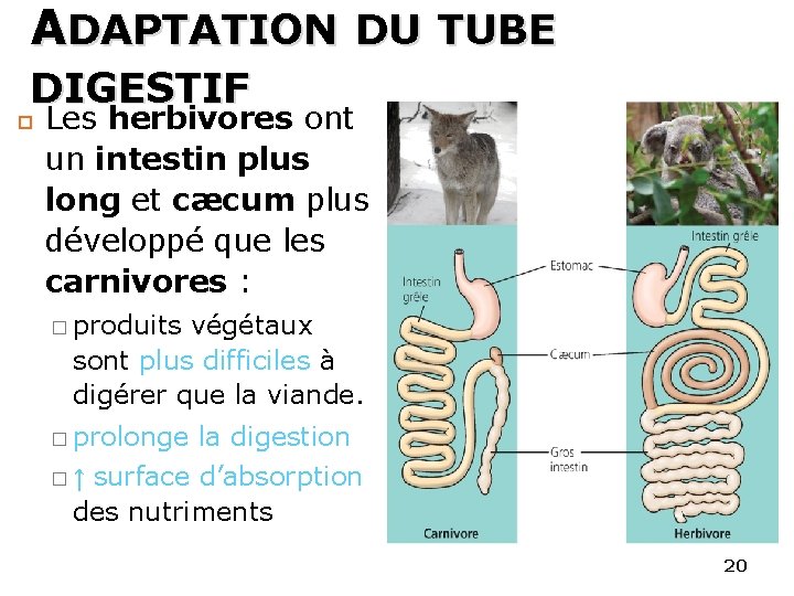 ADAPTATION DU TUBE DIGESTIF Les herbivores ont un intestin plus long et cæcum plus