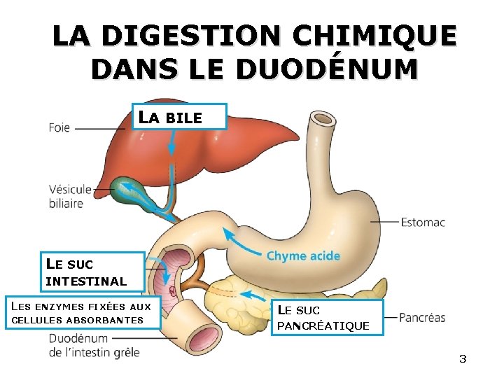 LA DIGESTION CHIMIQUE DANS LE DUODÉNUM LA BILE LE SUC INTESTINAL LES ENZYMES FIXÉES