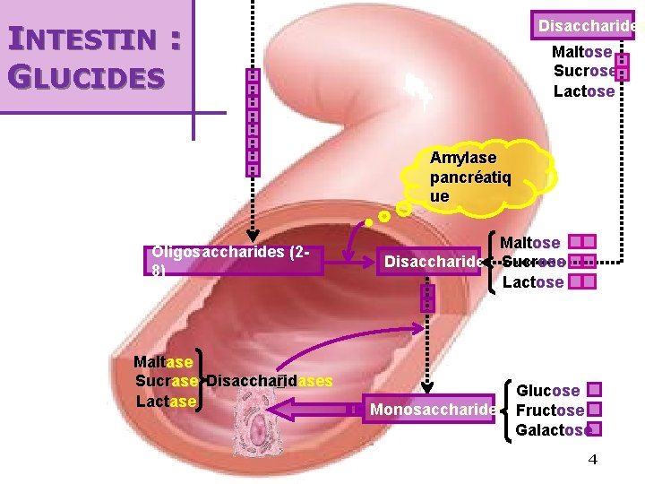 Disaccharides INTESTIN : GLUCIDES Maltose Sucrose Lactose Amylase pancréatiq ue Oligosaccharides (28) Maltase Sucrase
