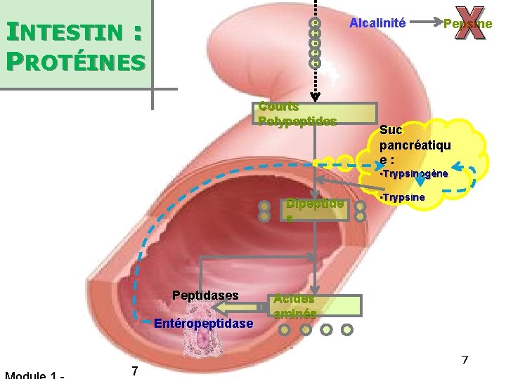 INTESTIN : PROTÉINES Alcalinité Courts Polypeptides Pepsine Suc pancréatiqu e: • Trypsinogène Dipeptide s
