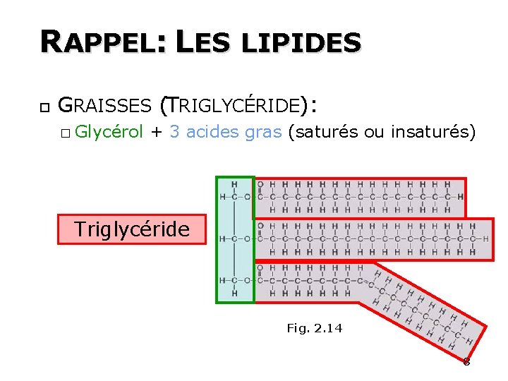 RAPPEL: LES LIPIDES 8 GRAISSES (TRIGLYCÉRIDE): � Glycérol + 3 acides gras (saturés ou