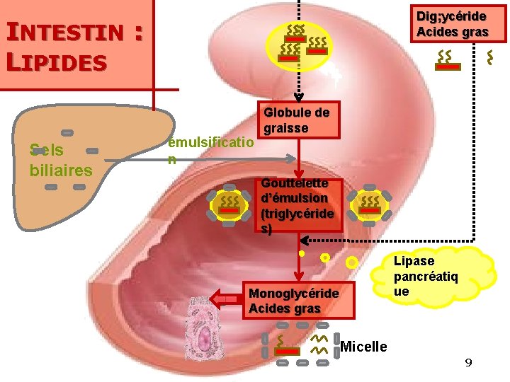 Dig; ycéride Acides gras INTESTIN : LIPIDES Sels biliaires émulsificatio n Globule de graisse