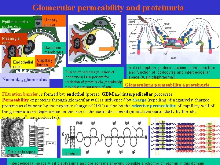 Glomerular permeability and proteinuria Epithelial cells = podocytes Mesangial cells Urinary space Basement membrane