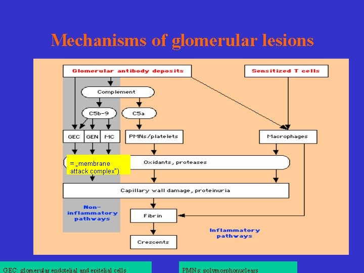 Mechanisms of glomerular lesions = „membrane attack complex“) GEC: glomerular endotelial and epitelial cells