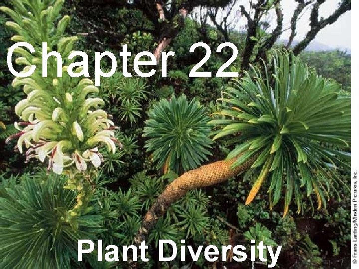 Chapter 22 Plant Diversity 1 