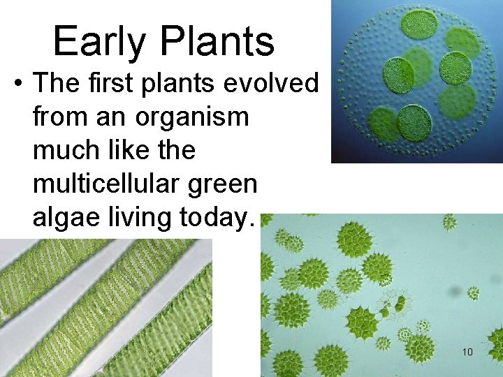 Early Plants • The first plants evolved from an organism much like the multicellular