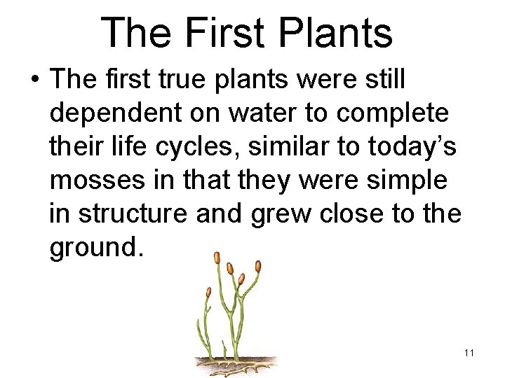 The First Plants • The first true plants were still dependent on water to
