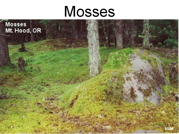 Mosses 13 