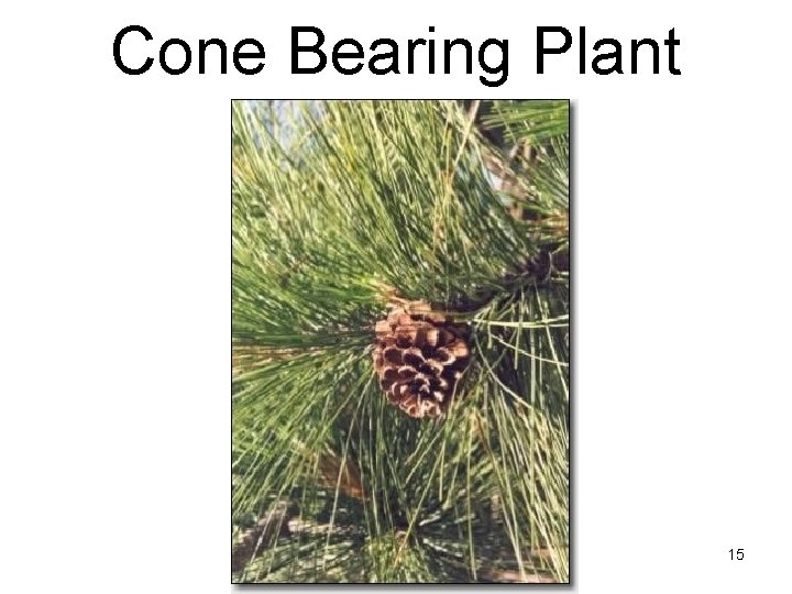 Cone Bearing Plant 15 