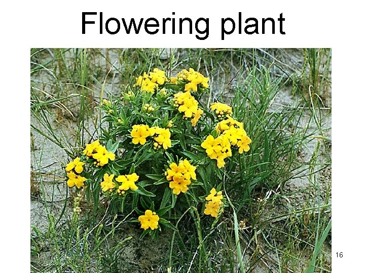 Flowering plant 16 