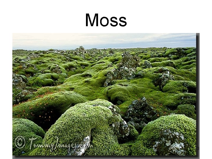 Moss 23 