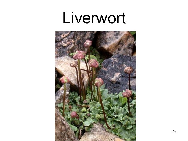 Liverwort 24 