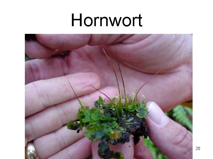 Hornwort 25 