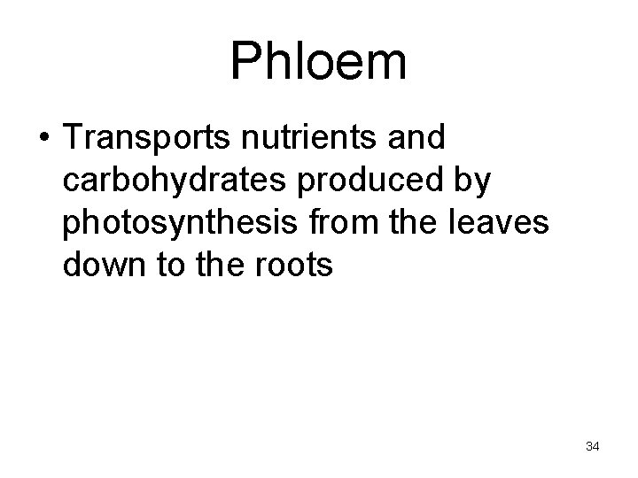 Phloem • Transports nutrients and carbohydrates produced by photosynthesis from the leaves down to