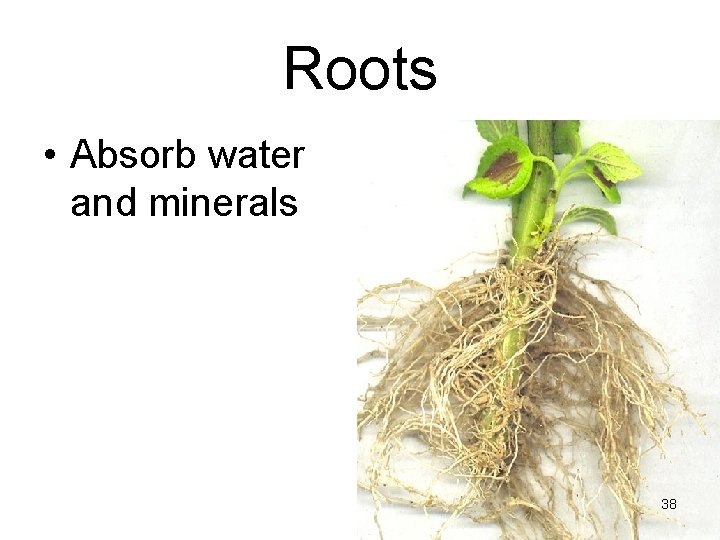 Roots • Absorb water and minerals 38 