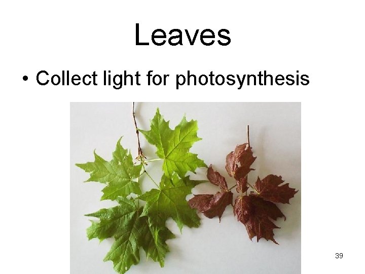 Leaves • Collect light for photosynthesis 39 