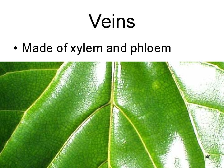 Veins • Made of xylem and phloem 40 