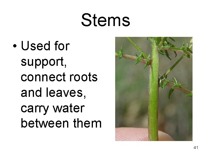 Stems • Used for support, connect roots and leaves, carry water between them 41