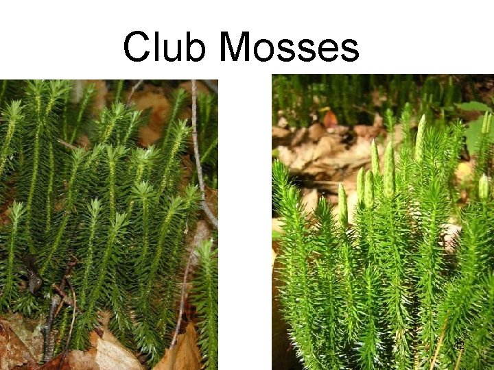 Club Mosses 42 