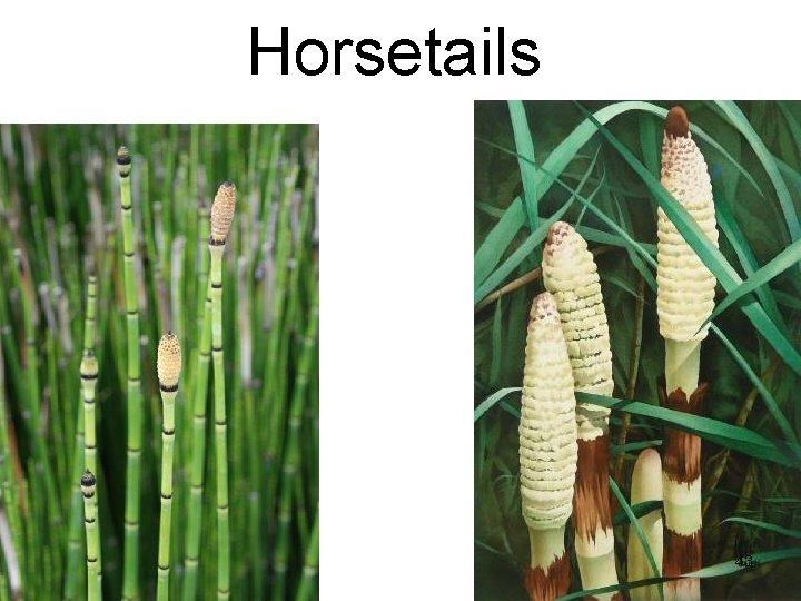 Horsetails 43 